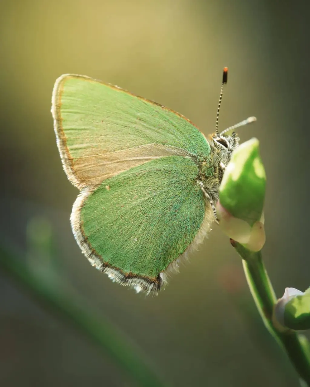 avis minea