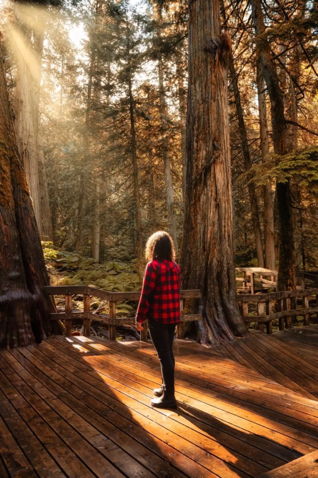 render forest
